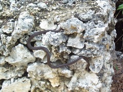 Cubophis caymanus