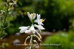 Paradisea lusitanica