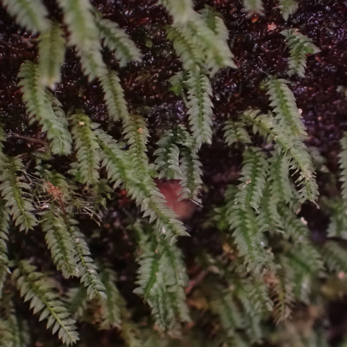 Rhizogonium novae-hollandiae observed 2026-04-22