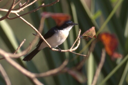 Paperbark Flycatcher (Myiagra nana), photo 3
