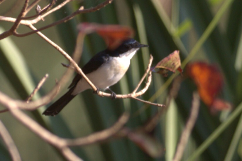 Paperbark Flycatcher (Myiagra nana), photo 3