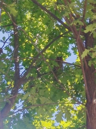 Long-eared Owl