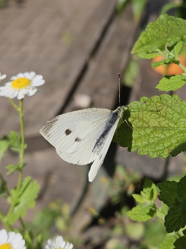 Small White