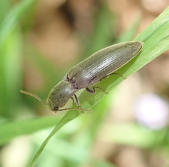 Agriotes pilosellus