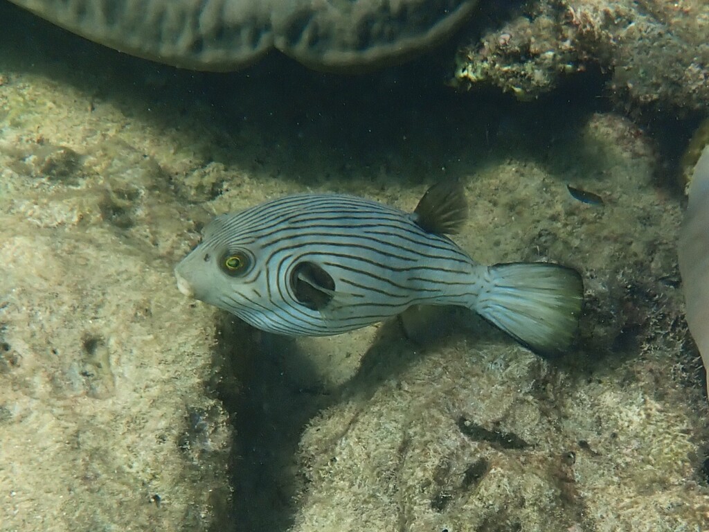 Narrow-lined Puffer