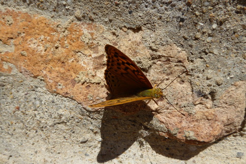 Cardinal Butterfly