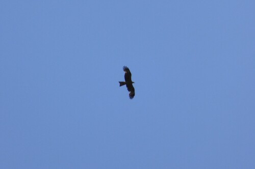 Black Kite