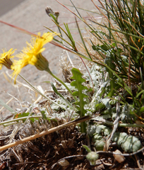 Malacothrix fendleri