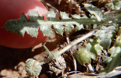 Malacothrix fendleri