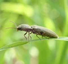 Agriotes pilosellus