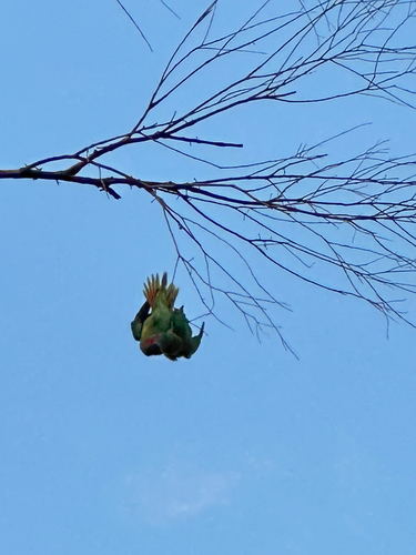 Musk Lorikeet