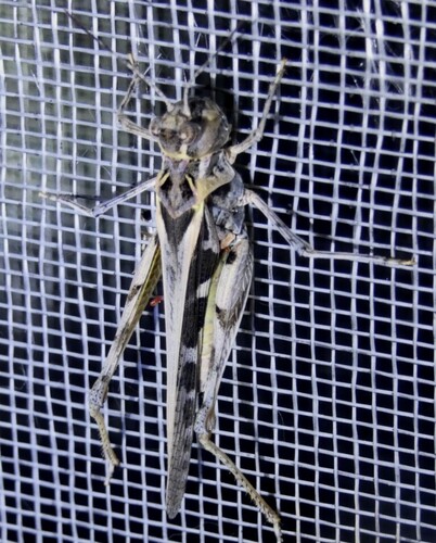 Hippopedon capito