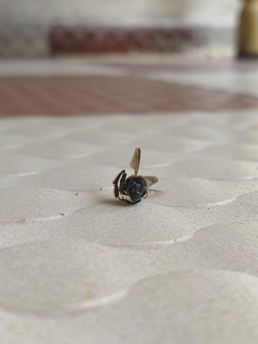Giant Honey Bee