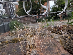 Draba verna, photograph author not stated, no rights reserved