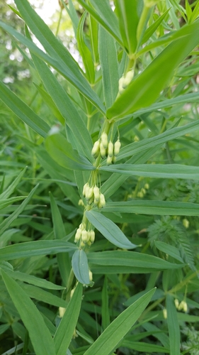 Whorled Solomon's-seal