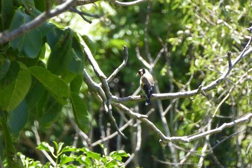 European Goldfinch