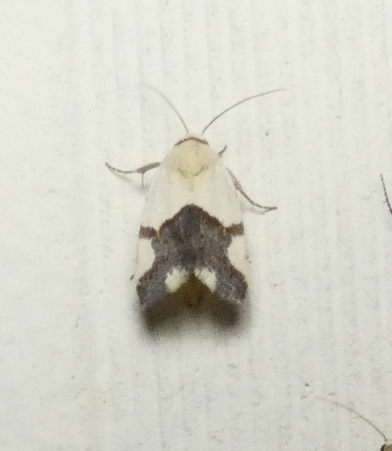 Ponometia cuta