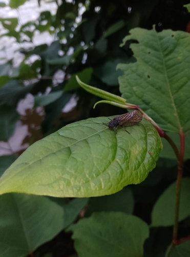 Holarctic Alderflies