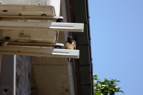 Barn Swallow