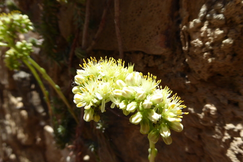 Pale Stonecrop