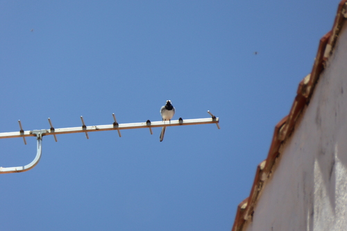 White Wagtail