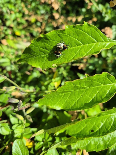 Southern Green Stink Bug