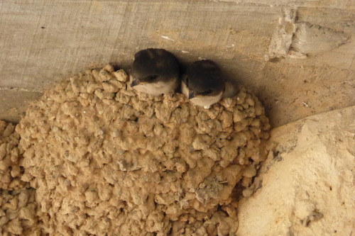 Western House Martin