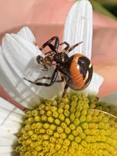 Napoleon Spider