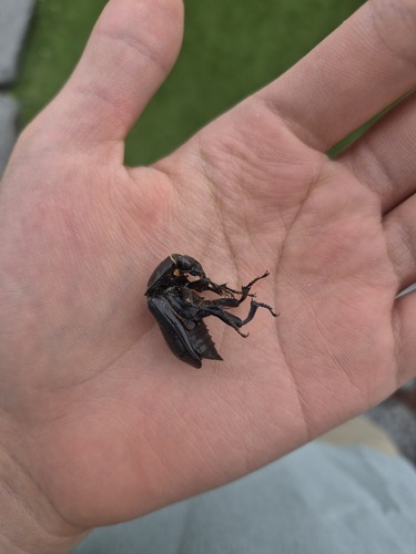 Nicrophorus concolor