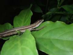 Takydromus stejnegeri