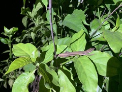 Takydromus stejnegeri