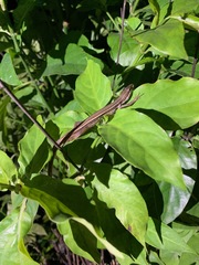 Takydromus stejnegeri