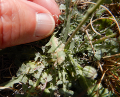 Malacothrix fendleri