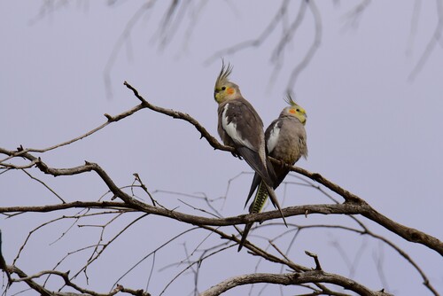 Cockatiel
