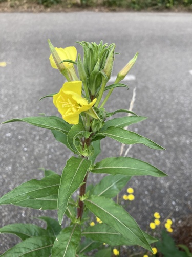 common evening-primrose