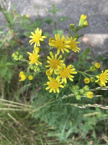 ragwort