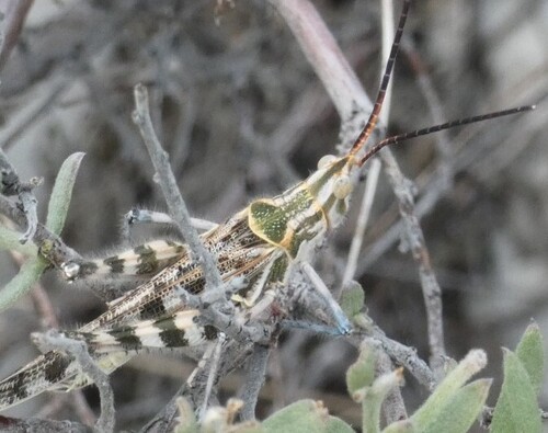 Texas Point-head Grasshopper