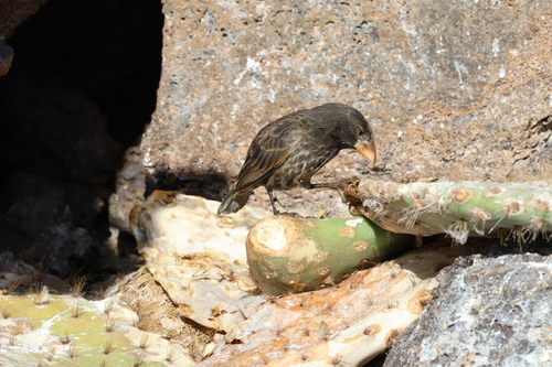 Genovesa Cactus Finch (Geospiza propinqua)