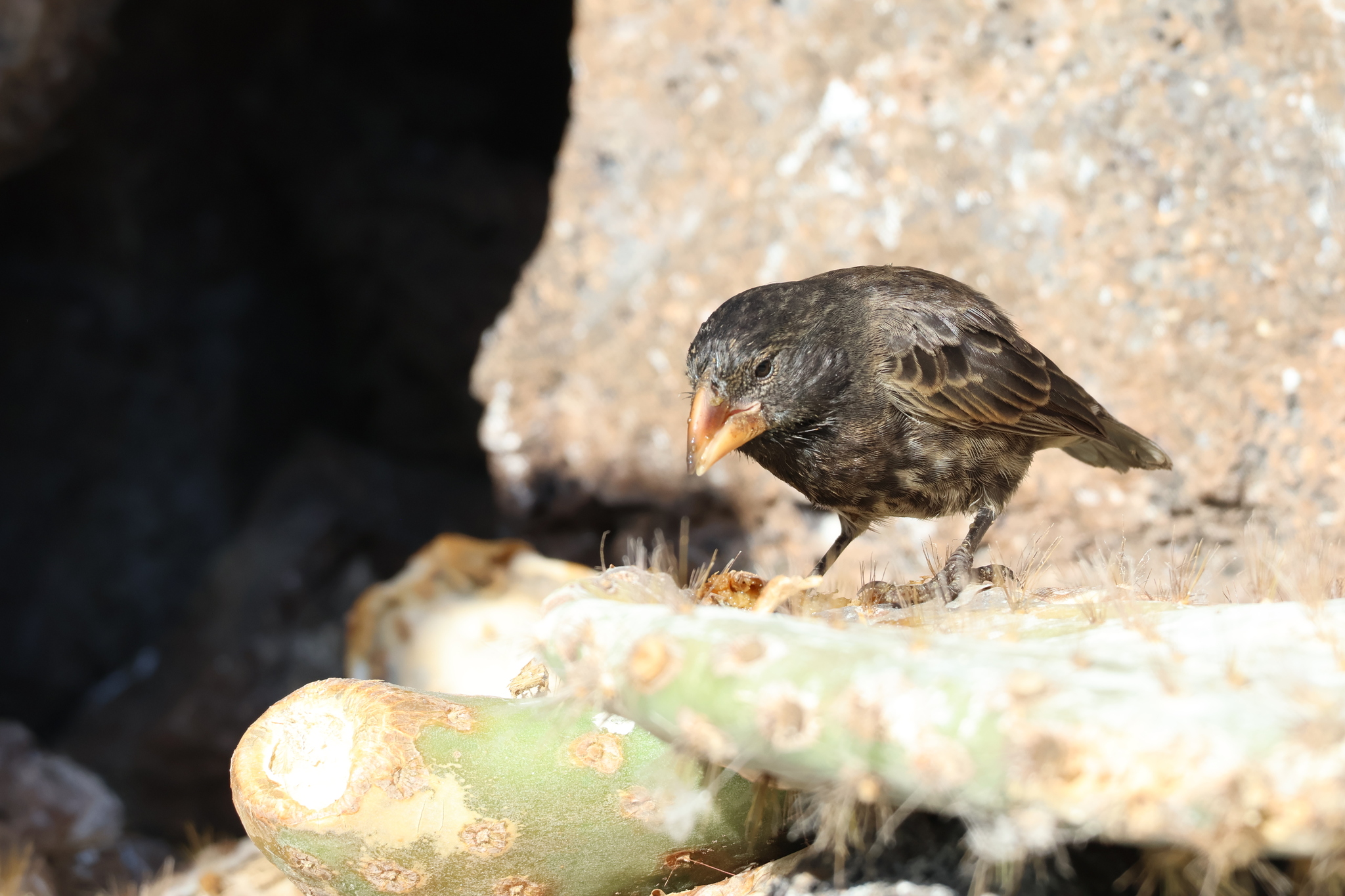Genovesa Cactus Finch (Geospiza propinqua), photo 2