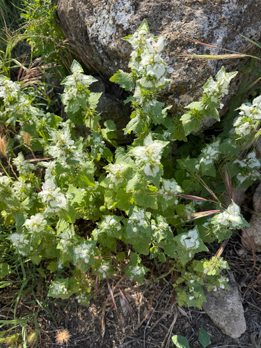 Lamium moschatum