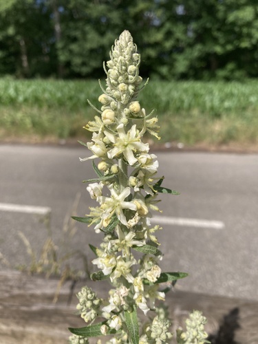 White Mullein