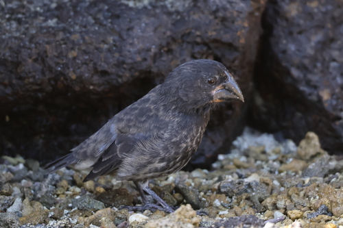 Genovesa Cactus Finch (Geospiza propinqua), photo 6