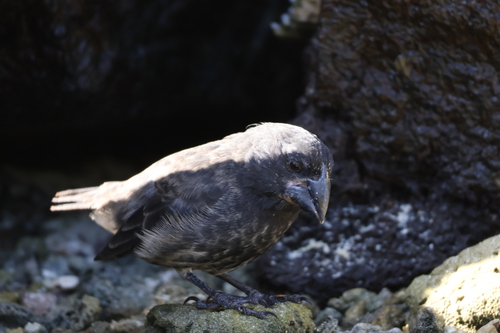 Genovesa Cactus Finch (Geospiza propinqua), photo 7