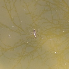 Gerris costae