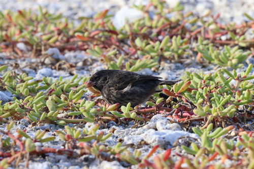 Genovesa Ground Finch (Geospiza acutirostris), photo 2