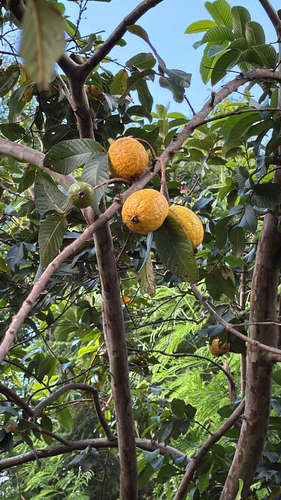 Psidium guajava observed 2026-06-01
