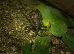 Perissops mucidus