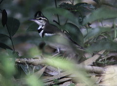 Dendronanthus indicus