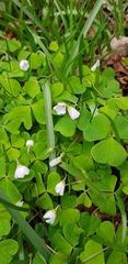 Oxalis acetosella
