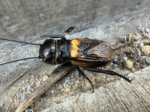 European Field Cricket